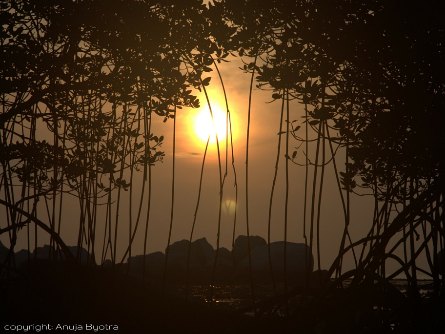 Ecotravel | White Magic at Nikoi | Sunrise peeps through the Mangroves