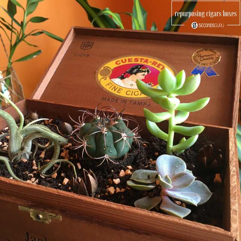 An easy tutorial turn old cigar boxes (or any other wooden box) into a desktop garden for succulents / cactus. Jazz up your coffee table or use the idea for a housewarming gift!
