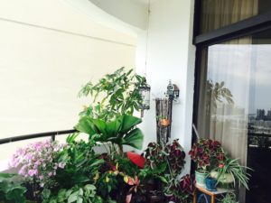ornamental-plants-balcony-singapore
