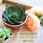 Egg carton craft | Do something different this Easter! Use egg cartons to create a succulent for your coffee table