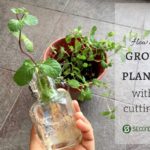 grow plants with cuttings
