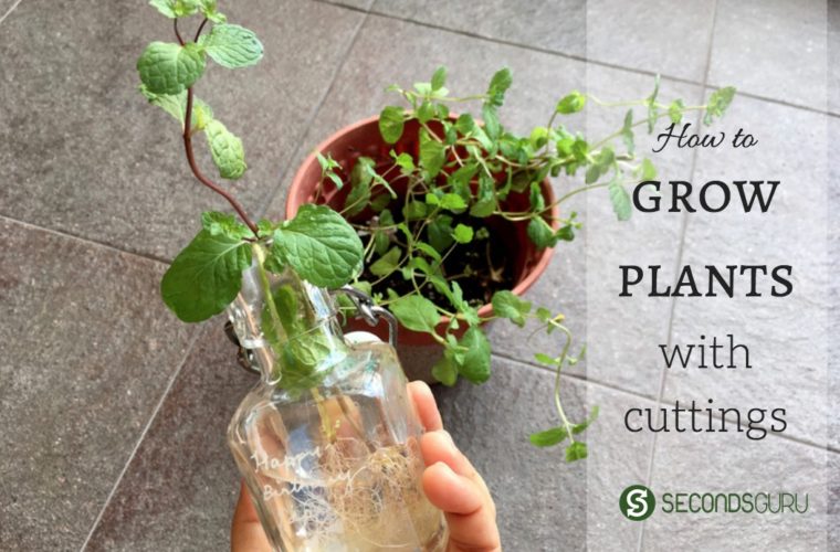 grow plants with cuttings