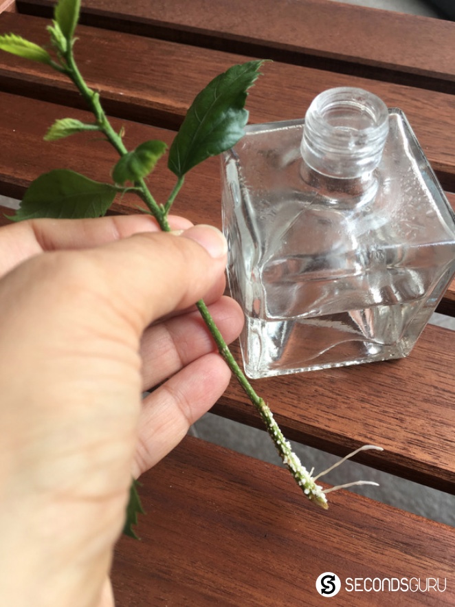 Growing flowers and plants from cuttings
