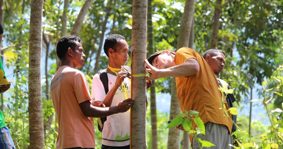timor leste reforestation