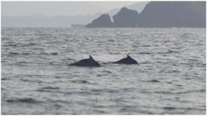 Dolphin Watching in Goa