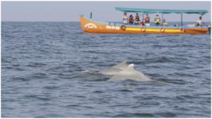 Eco Tourism Humpback Dolphins