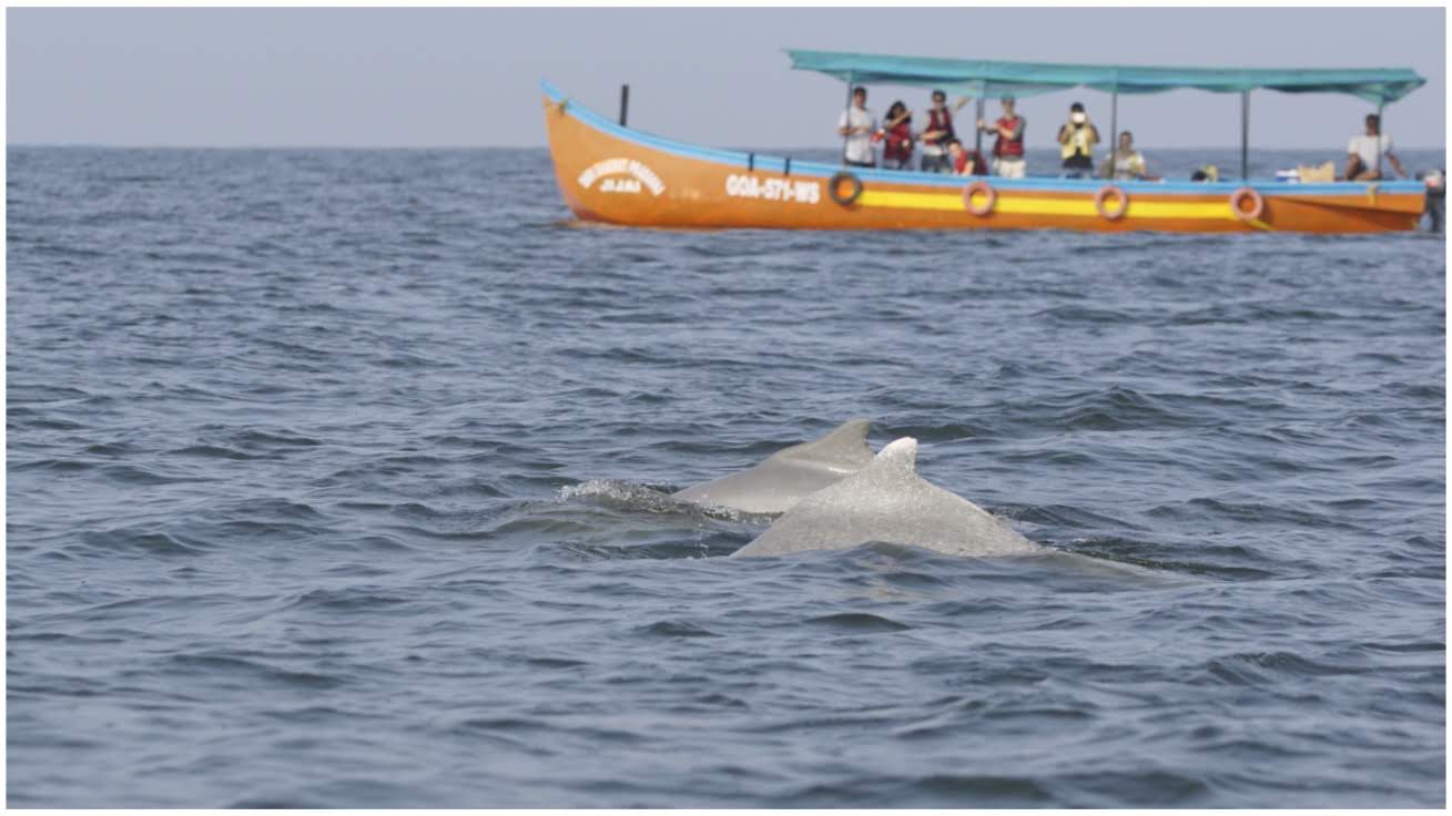 Eco Tourism Humpback Dolphins