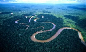 Amazon Forest 