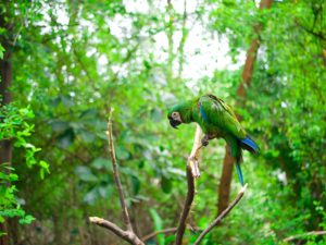 Macaw Bird in Amazon Forest