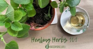 Natural Remedies | 5 Healing Plants To Begin Your Herb Garden - Secondsguru