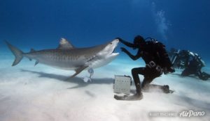 Feeding sharks 