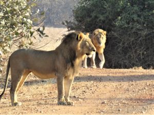 South Luangwa National Park Zambia