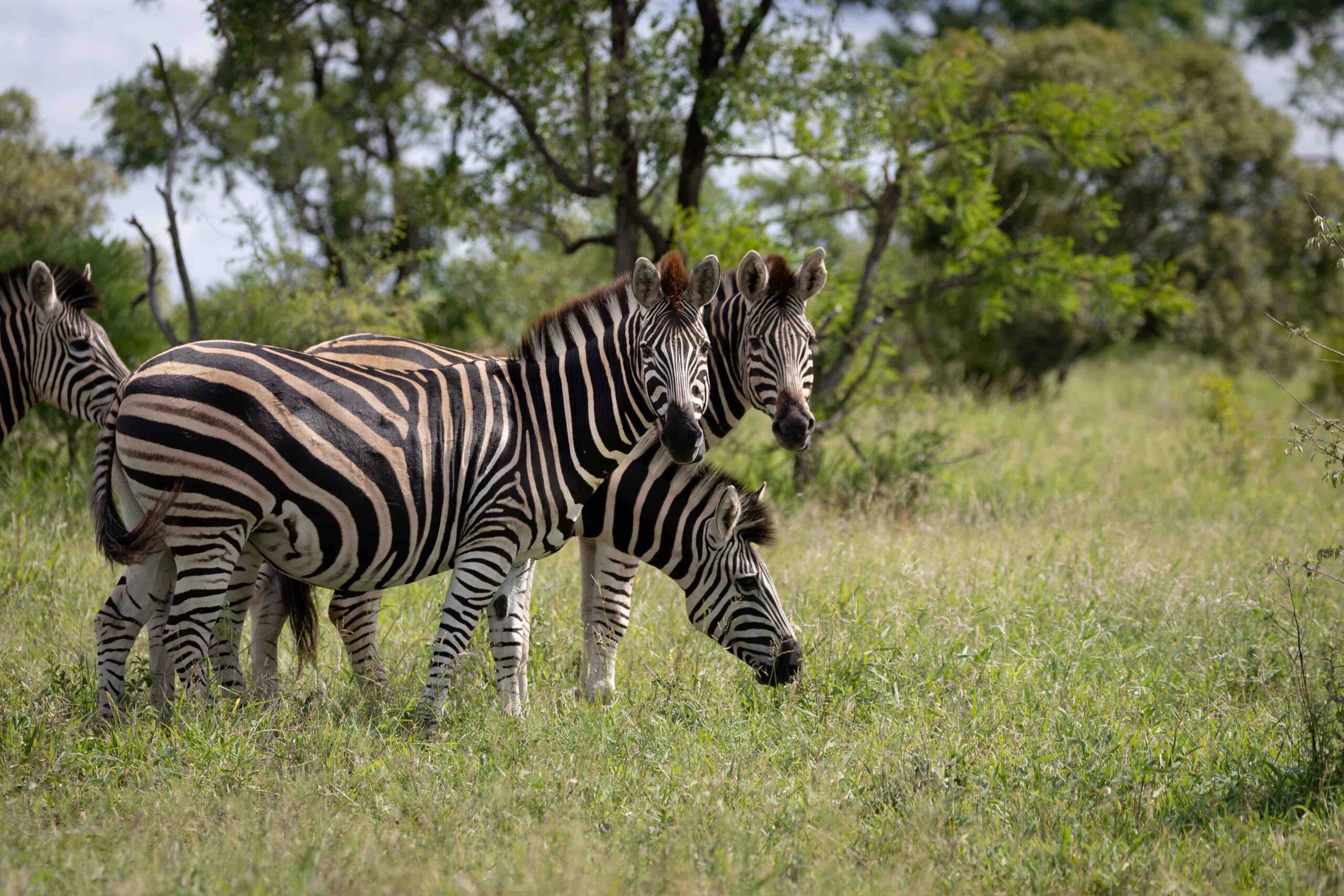 Safari in the Kruger National Park