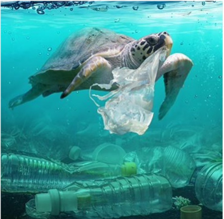 Turtle caught in plastic debris