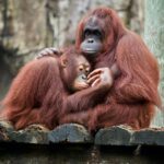 Orangutans and humans share 97% of their DNA sequence