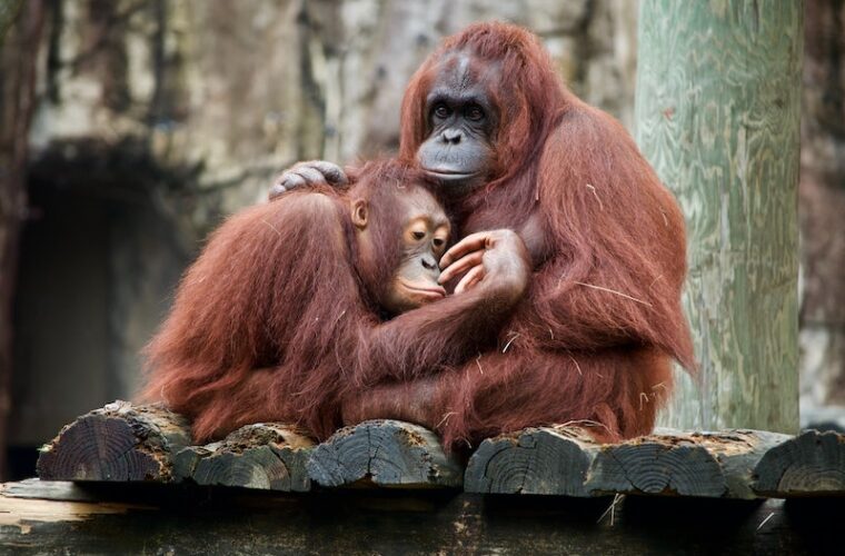 Orangutans and humans share 97% of their DNA sequence
