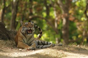 The Royal Bengal Tiger, a vital species 