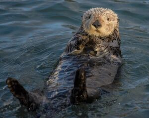 A sea otter 