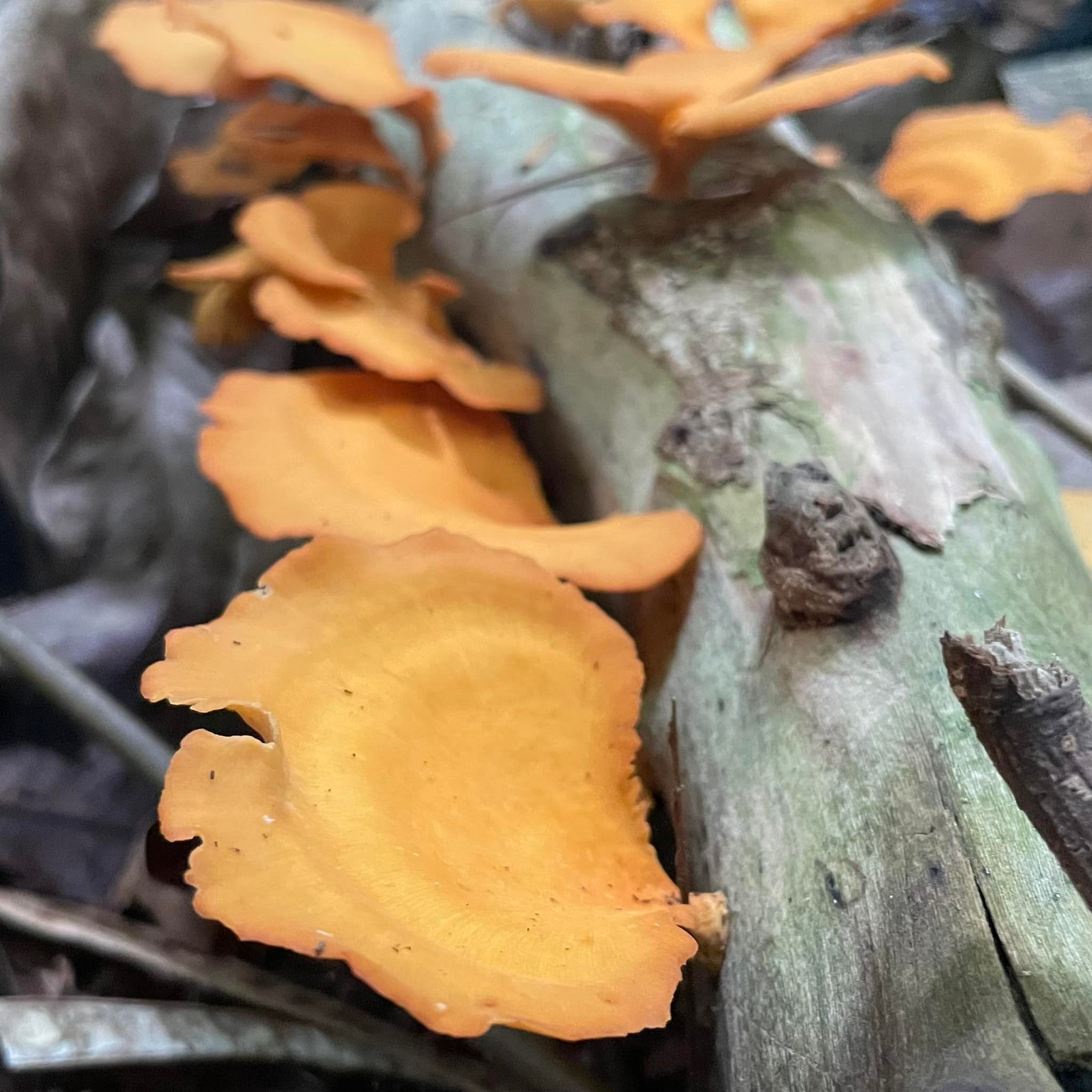 What is So Amazing About Fungi?