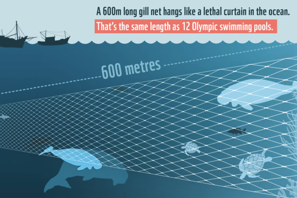 gill net fishing to be phased out in great barrier reef